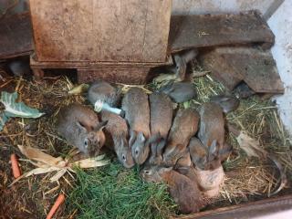 Reinrassige Wildkaninchen