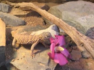 Biete Geyrsche Dornschwanzagame 0. 1 Uromastyx geyri gelb DNZ 2 Jahre alt