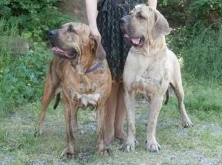 Fila Brasileiro Welpen