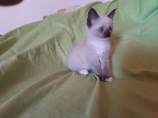 Ragdollkitten weiblich