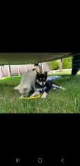 ALASKAN KLEE KAI WELPEN