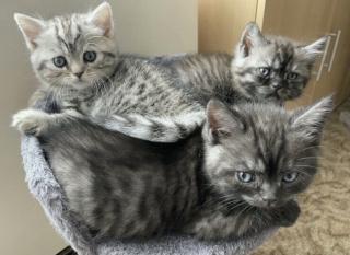 3 süße BKH Kitten suchen ab August neues Zuhause