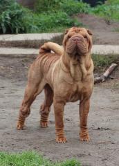 Deckrüde Reinrassigen Shar Pei