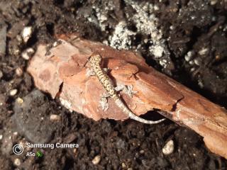 Jungferngeckos Lepidodactylus lugubris abzugeben