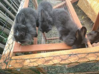 3 jungen Zwergkaninchen