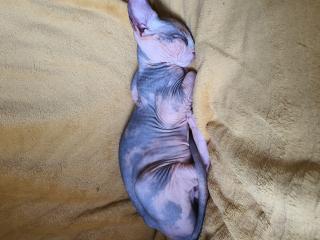 Kanadische Sphynx