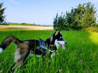 Husky männlich 5 Monate alt zu verkaufen