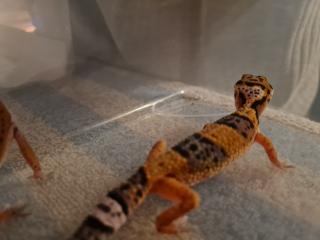 Leopardgeckos NZ21, 0. 1