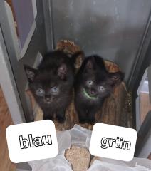 Bkh mix Kitten Kätzchen ab Oktober