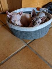 Schmusebaby Sphynx sucht ein liebevolles Zuhause