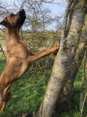 Haben wunderschönen Deckrüde Rhodesian Ridgeback