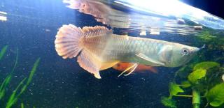 Verkaufe mehrere wunderschöne Arowana Rot ca. 10-30 cm groß