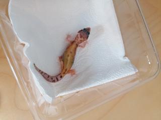 Leopardgecko Babys Weibchen