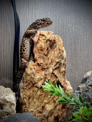 Leopardgeckos 0. 3. inkl. Terrarium und Zubehör