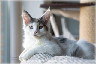 Maine Coon Baby Girl Reinrassig mit Papiere