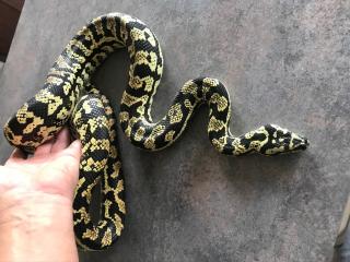 Dschungel Teppichpython Morelia Spilota Cheynei mit Hochterrarium