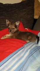 Chihuahua welpen 11 wo