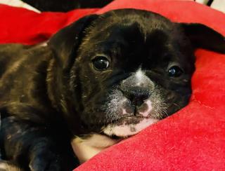 Französische Bulldogge Welpe