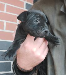 Jack Russell Terrier Mix Welpen