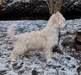 Chinese Crested- Powderpuff