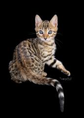 Wurfankündigung Bengal Kitten