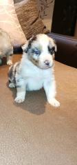 Australian shepherd Welpen