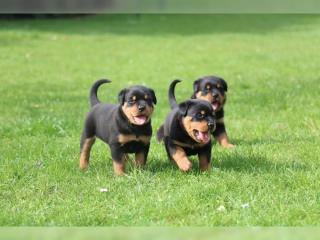 ADRK Rottweilerwelpen abzugeben mit Papieren