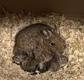 Degu Nachwuchs