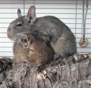 Degu mit Käfig zu verschenken