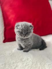 Bkh scottishfold kitten