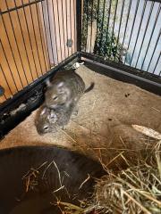 2 Degu Damen und 2 Degu Männlein abzugeben