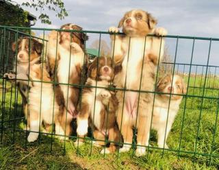 Australian Shepherd Welpen