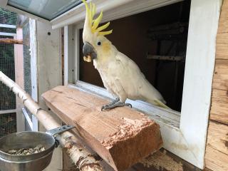 Neues zu Hause für Bummi Gelbwangen Cacatua sulphurea sulphurea