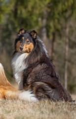 Amerikanischer Collie Deckrüde