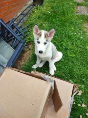 Reinrassige Siberien Husky ein Weibchen noch abzugeben