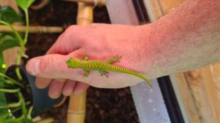 NZ 0, 0, 5 Phelsuma Grandis / Großer Madagaskar Taggecko abzugeben