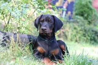 Dobermannwelpen