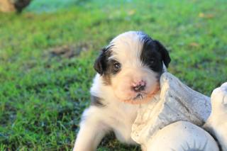 Australian Shepherd Welpen mit Ahnentafel