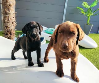 Süße Labrador Welpen in schwarz und schoko