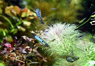 Japan Blue, Endler, RARITÄT, reinerbig Versand/ Abholung