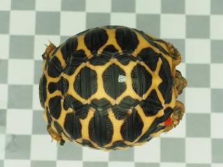 Indische Sternschildkröten Nachzuchten 07. 2022