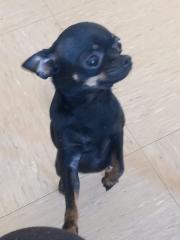 Chihuahua weiblich 1 Jahr alt