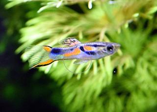 Wildendler, Guppy, reinerbig Versand/ Abholung