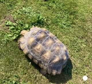 Spornschildkröte