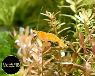 Orange Sakura Garnele, Zwerggarnele, reinerbig Versand/ Abholung