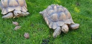 Spornschildkröten Centrochelys sulcata