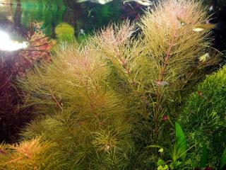 Austr. Sumpffreund Browns, Bündel, Aquariumpflanzen Versand/ Abholung