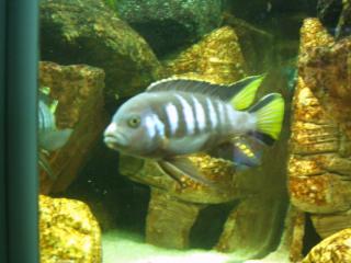 Malawi Pseudotropheus elongatus chewere