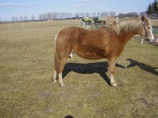 Welsh Pony