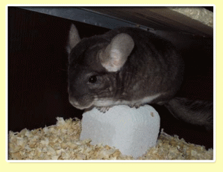 Chinchilla Deutsch violett bockchen